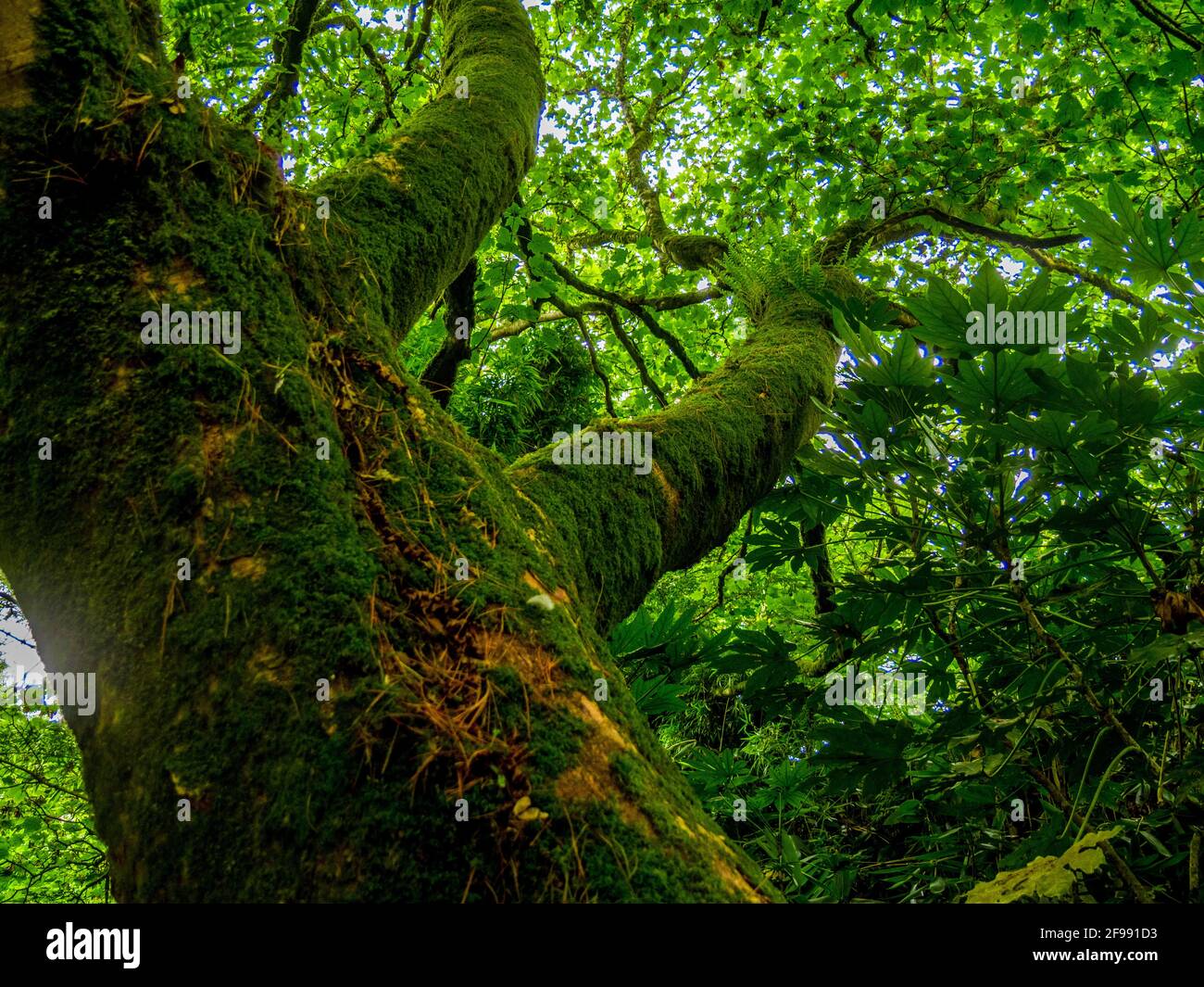 Moosige Bäume im Regenwald Stockfoto