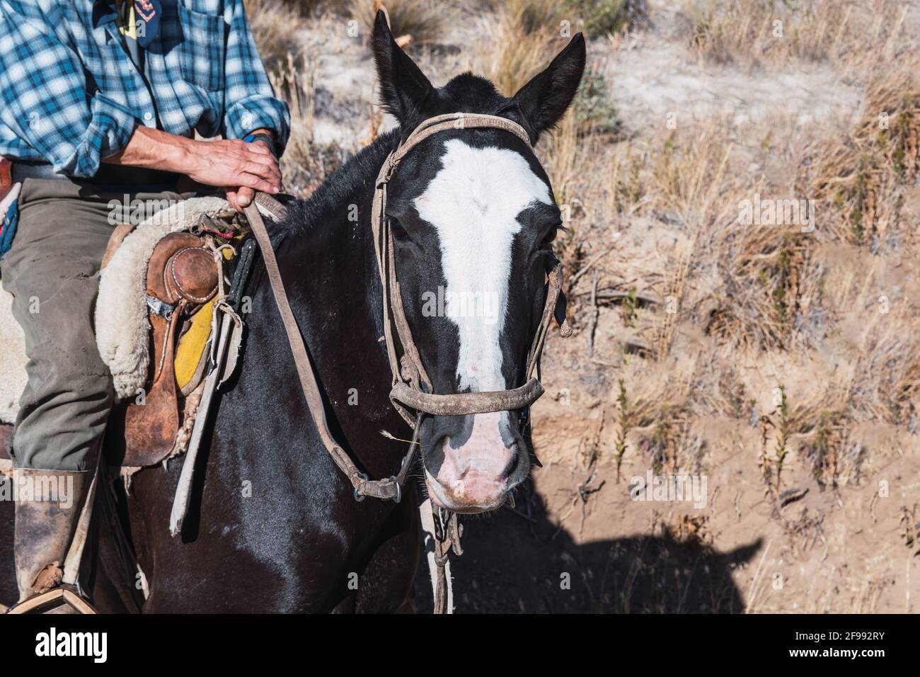 Nahaufnahme eines argentinischen Cowboys auf einem schwarzen Pferd, der bei Tageslicht in Patagonien reitet Stockfoto