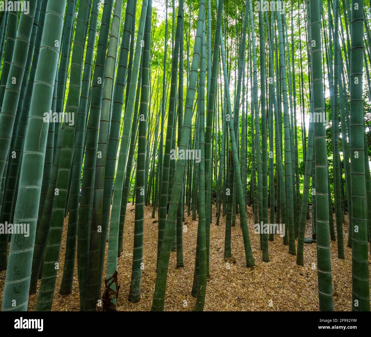 Bambuswald in Japan - ein wunderbarer Ort für Erholung Stockfoto