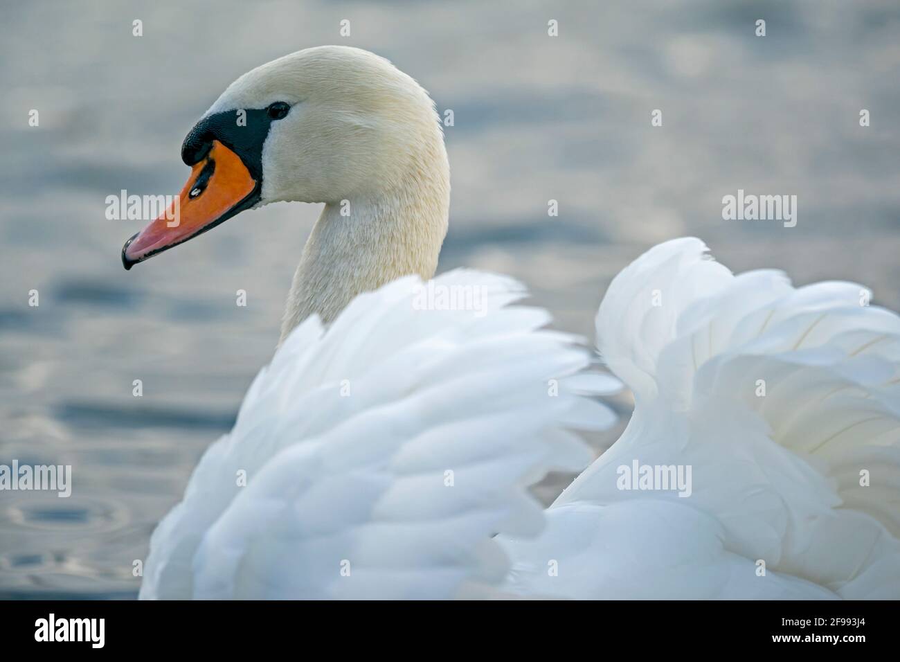 Der stumme Schwan (Cygnus olor) schwimmt auf dem Rhein, Deutschland, Stockfoto Der stumme Schwan (Cygnus olor) schwimmt auf dem Rhein, Deutschland, Stockfoto