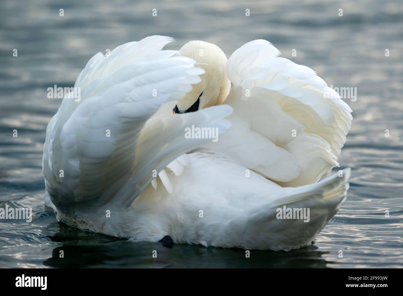 Stummer Schwan (Cygnus olor) in der Gefiederpflege, Tierportrait, Deutschland, Stockfoto Stummer Schwan (Cygnus olor) in der Gefiederpflege, Tierportrait, Deutschland, Stockfoto