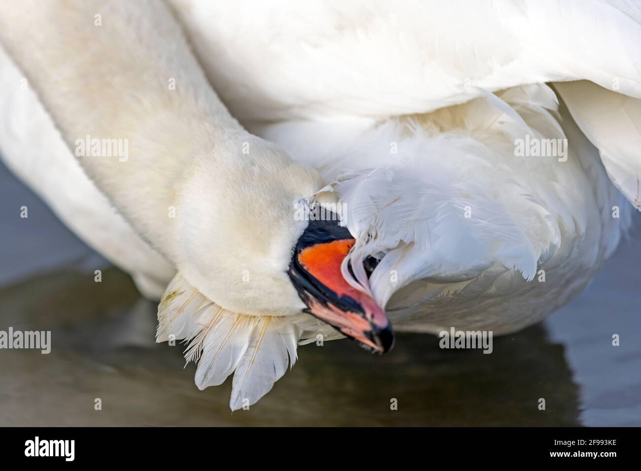 Stummer Schwan (Cygnus olor) in der Gefiederpflege, Tierportrait, Deutschland, Stockfoto