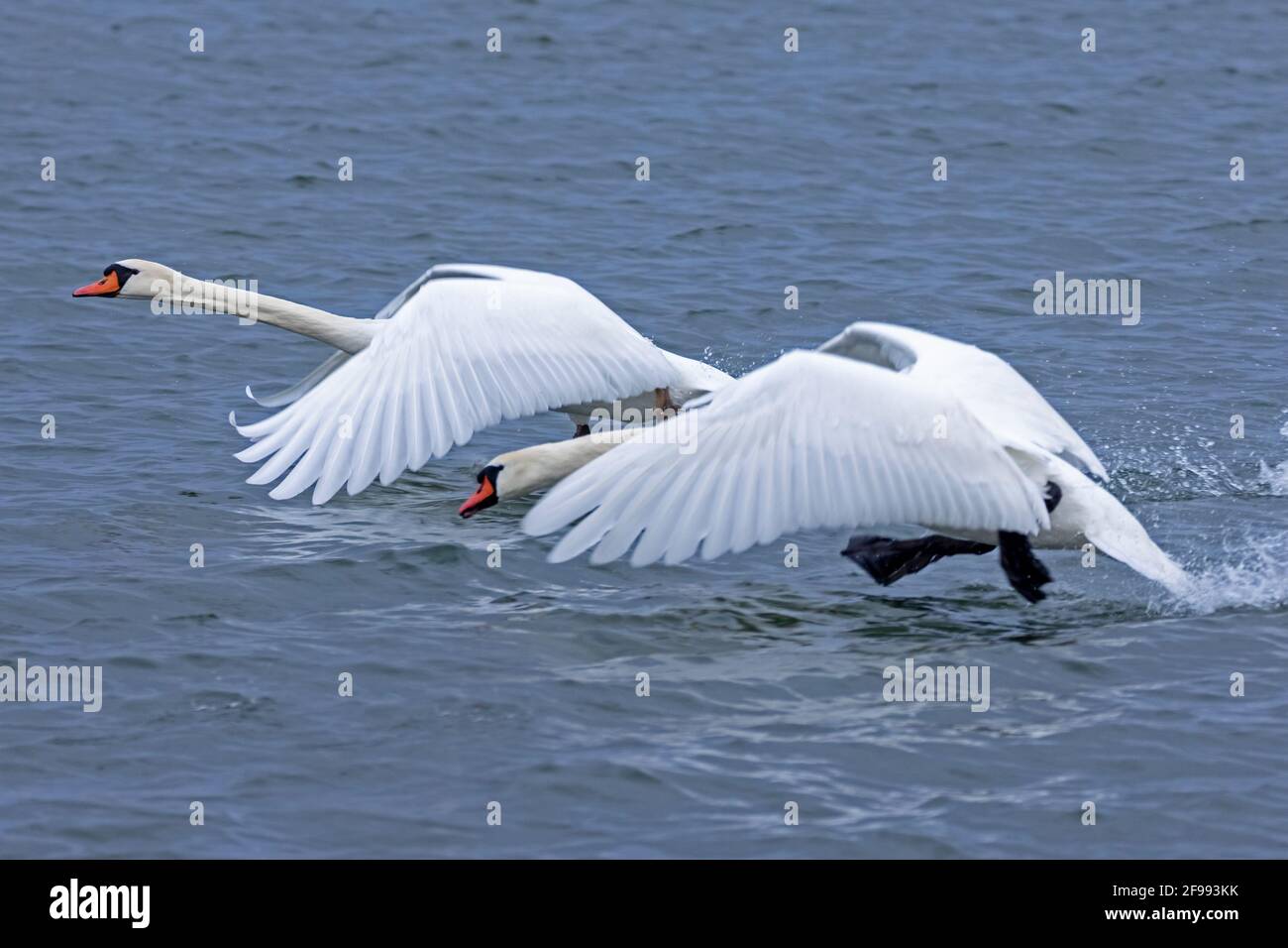 Zwei stumme Schwäne (Cygnus olor) fliegen über den Rhein, Deutschland, Stockfoto