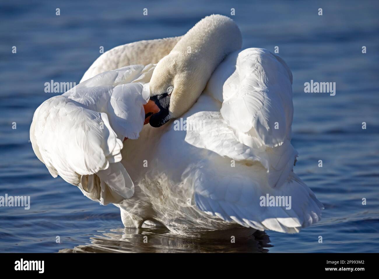 Stummer Schwan (Cygnus olor) in der Gefiederpflege, Tierportrait, Deutschland, Stockfoto