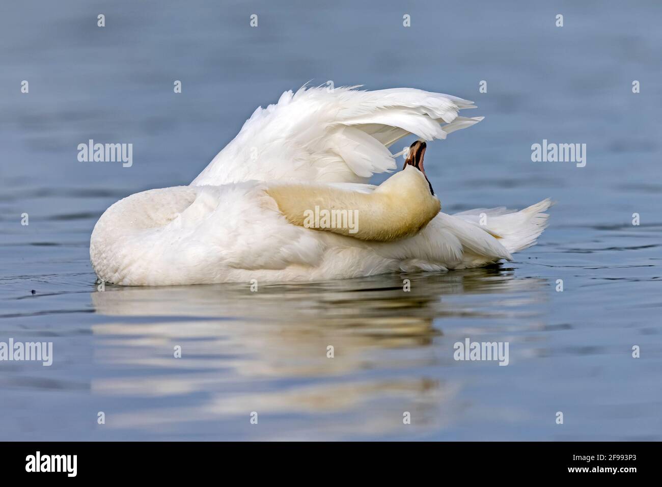 Muter Schwan, (Cygnus olor), in der Gefiederpflege, Tierwelt, Deutschland, Stockfoto