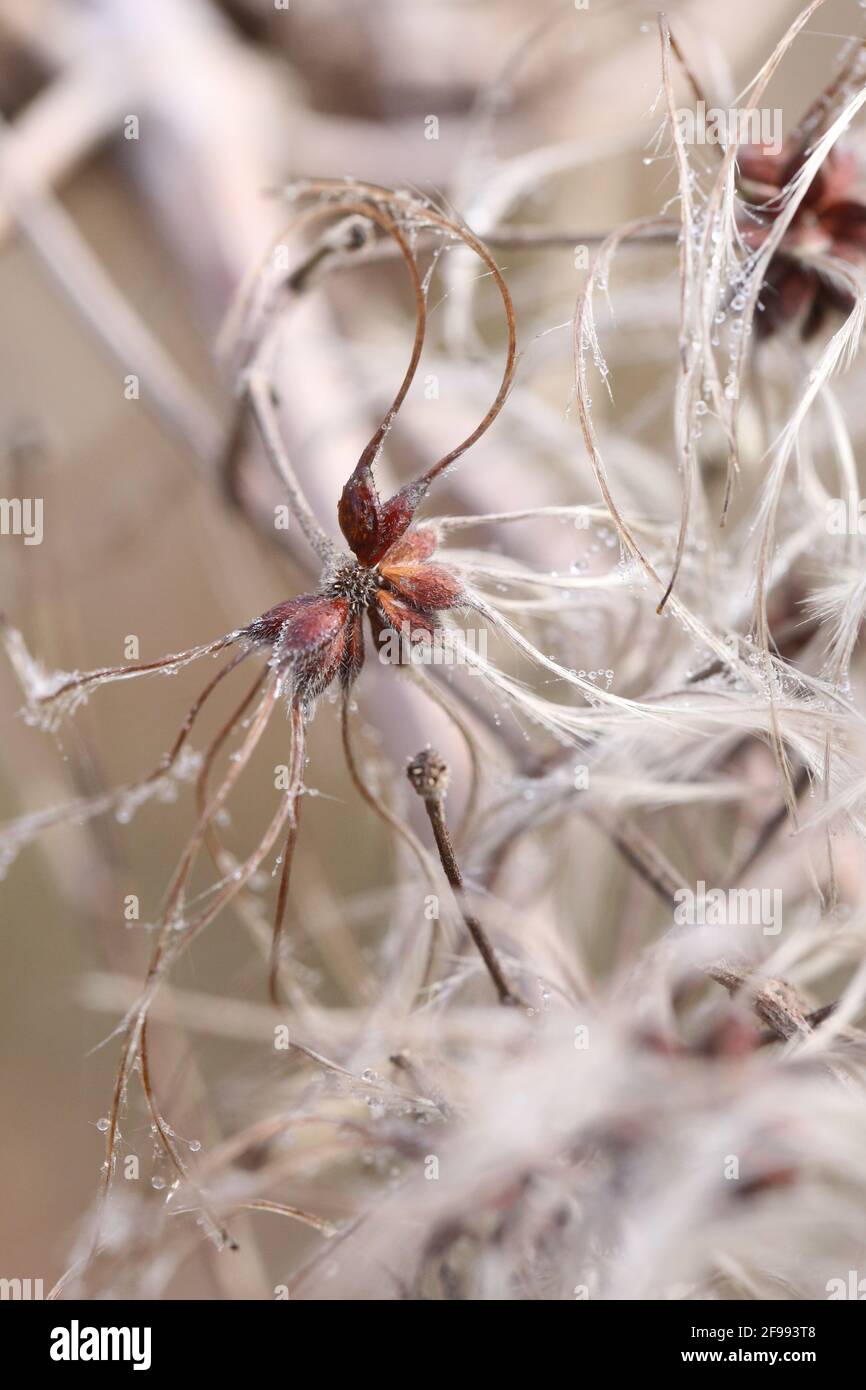 Früchte der gemeinen Clematis (Clematis vitalba) im Winter Stockfoto