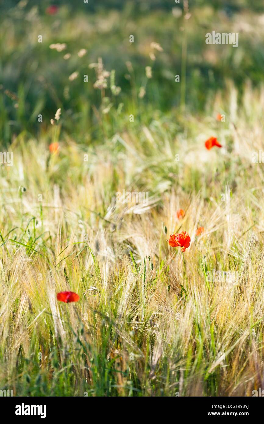 Mohnblumen im Getreidefeld in der Abendsonne, Calvados, Normandie Stockfoto