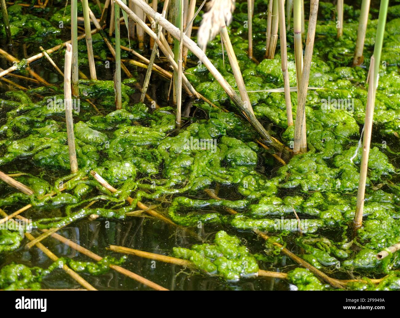 Teich algen Fotos und Bildmaterial in hoher Auflösung Seite 2 Alamy