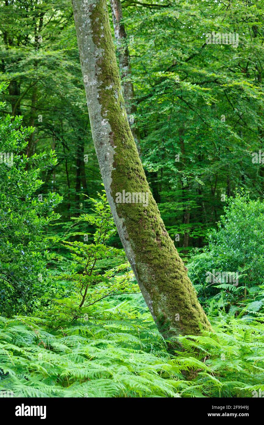 Buchenwald Foret de Cerisy zwischen dem Departement Calvados und Manche, Normandie, Frankreich Stockfoto