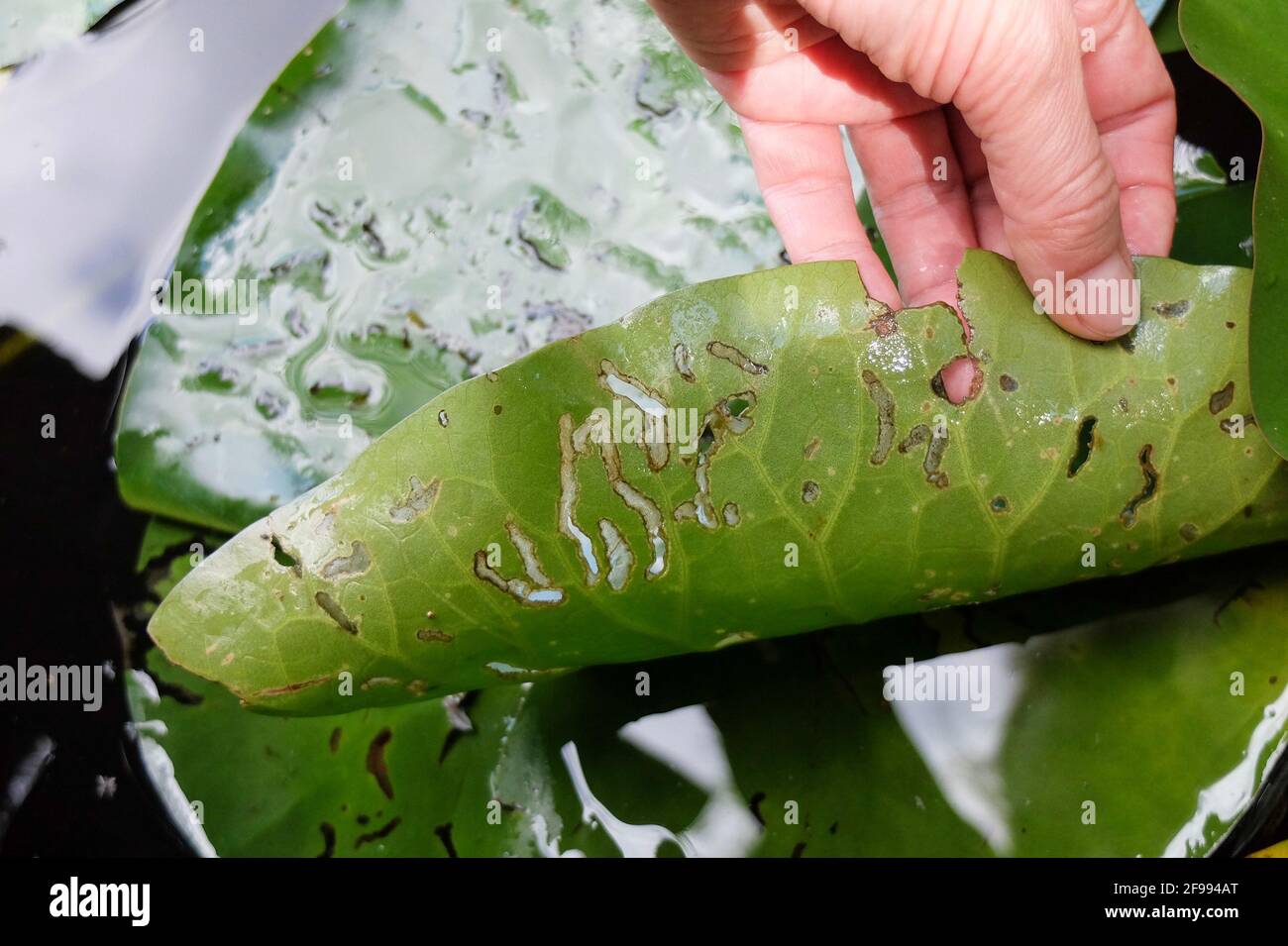 Schäden durch Seerosenblattkäfer durch Seerosenblattkäfer (Galerucella nymphaeae) Stockfoto
