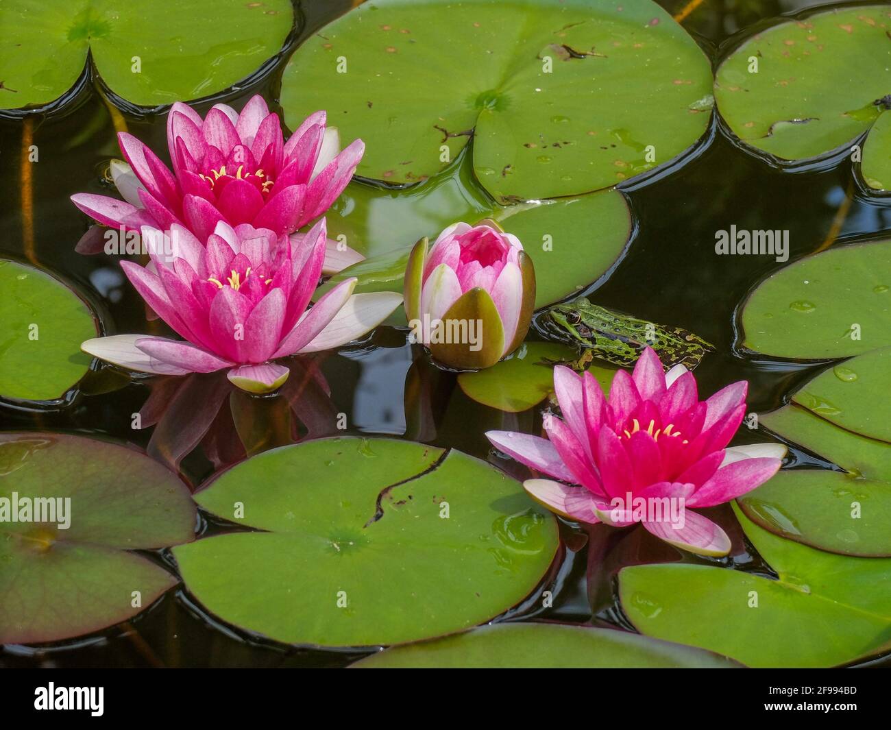 Teichfrosch ((Rana esculenta, neu: Pelophylax kl. Esculentus) zwischen den Seerosen Stockfoto