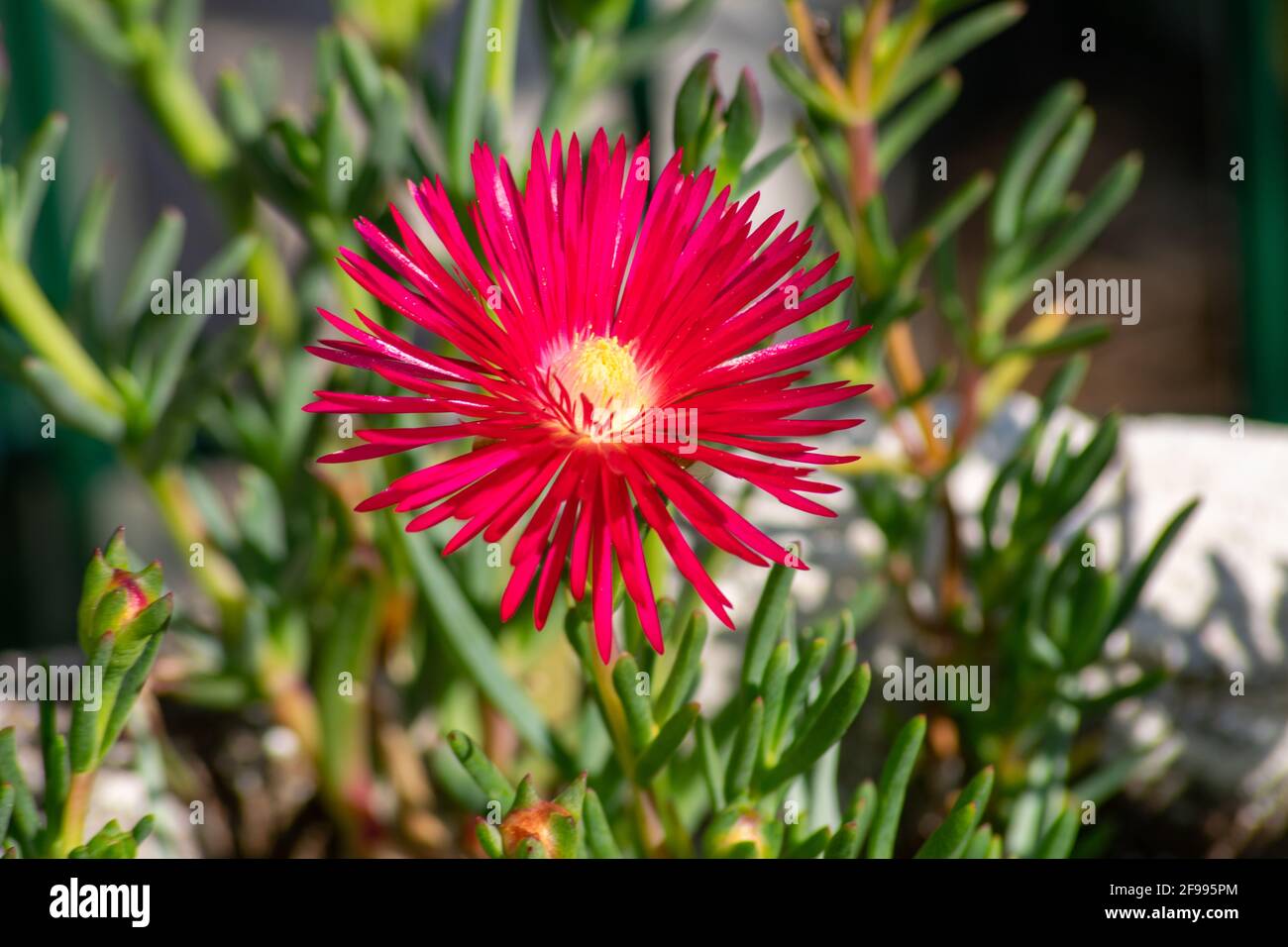 Malephora crocea rosa Farbe, empfohlen als Bodenabdeckung in Gebieten, die aufgrund ihrer geringen Entflammbarkeit zu Waldbränden in Südkalifornien neigen. Stockfoto