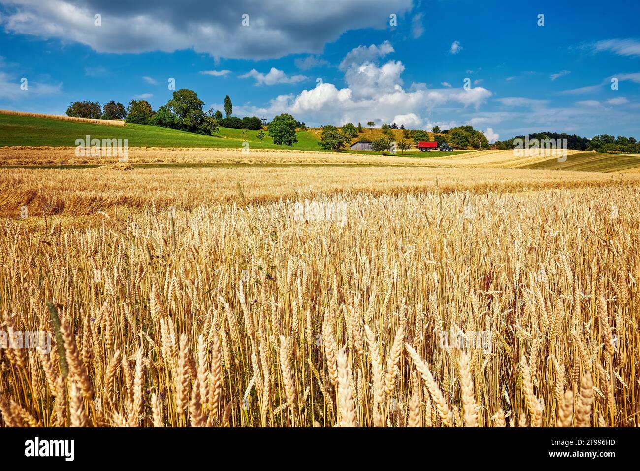 Getreideernte mit Maschinen im Bodenseeraum Stockfoto