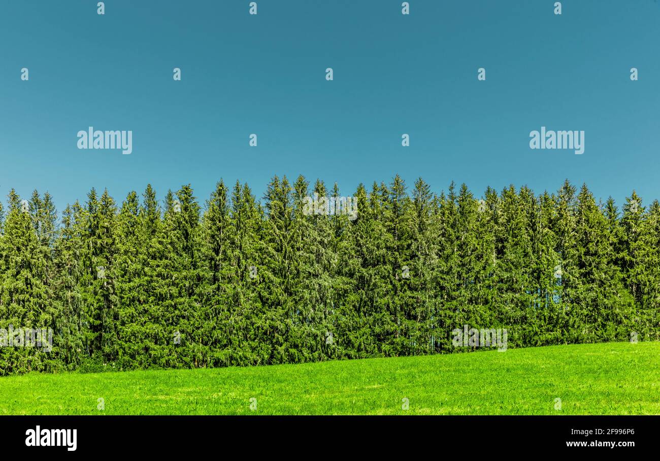 Fichtenwald, Waldrand, Landschaft, blauer Himmel, Natur Stockfoto