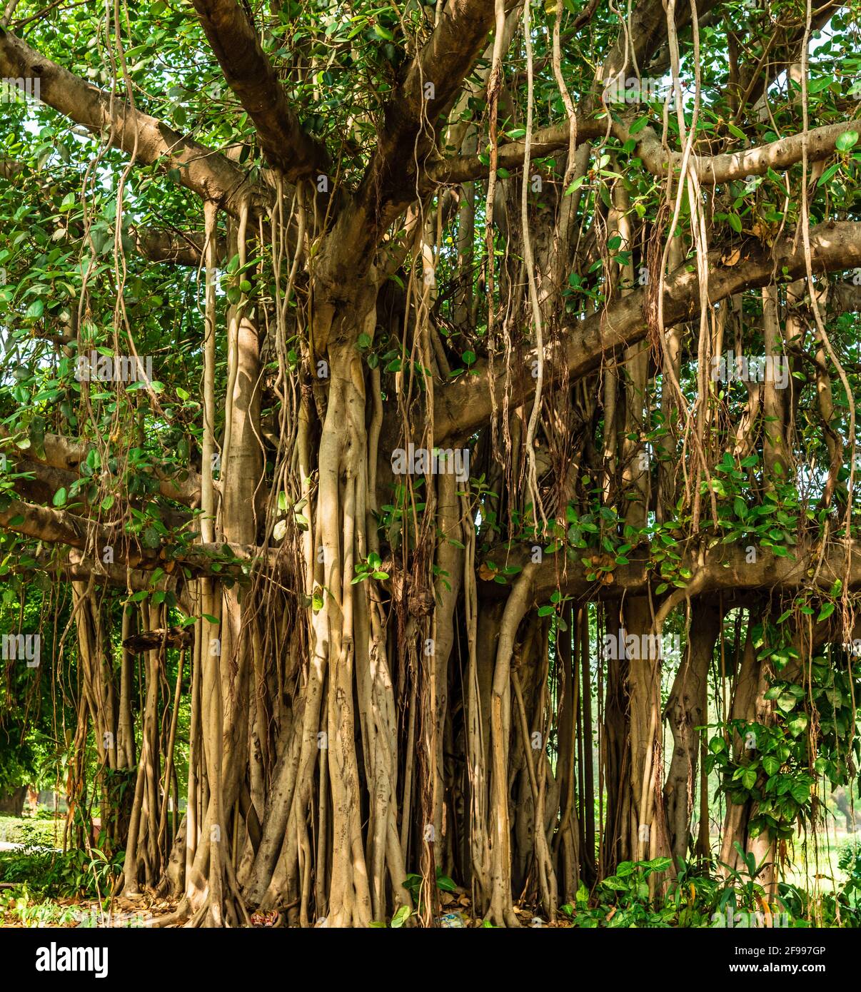 Banyan oder Banian ist eine Feige, die ihr Leben als Epiphyt beginnt