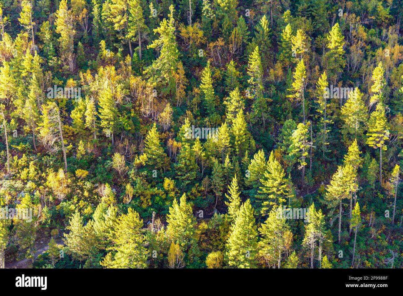 Herbstwaldlandschaft des Himalaya in Chitkul, Sangla Valley, Himachal Pradesh, Indien. Stockfoto