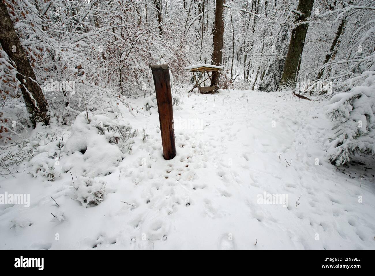 Wald im winter Stockfoto