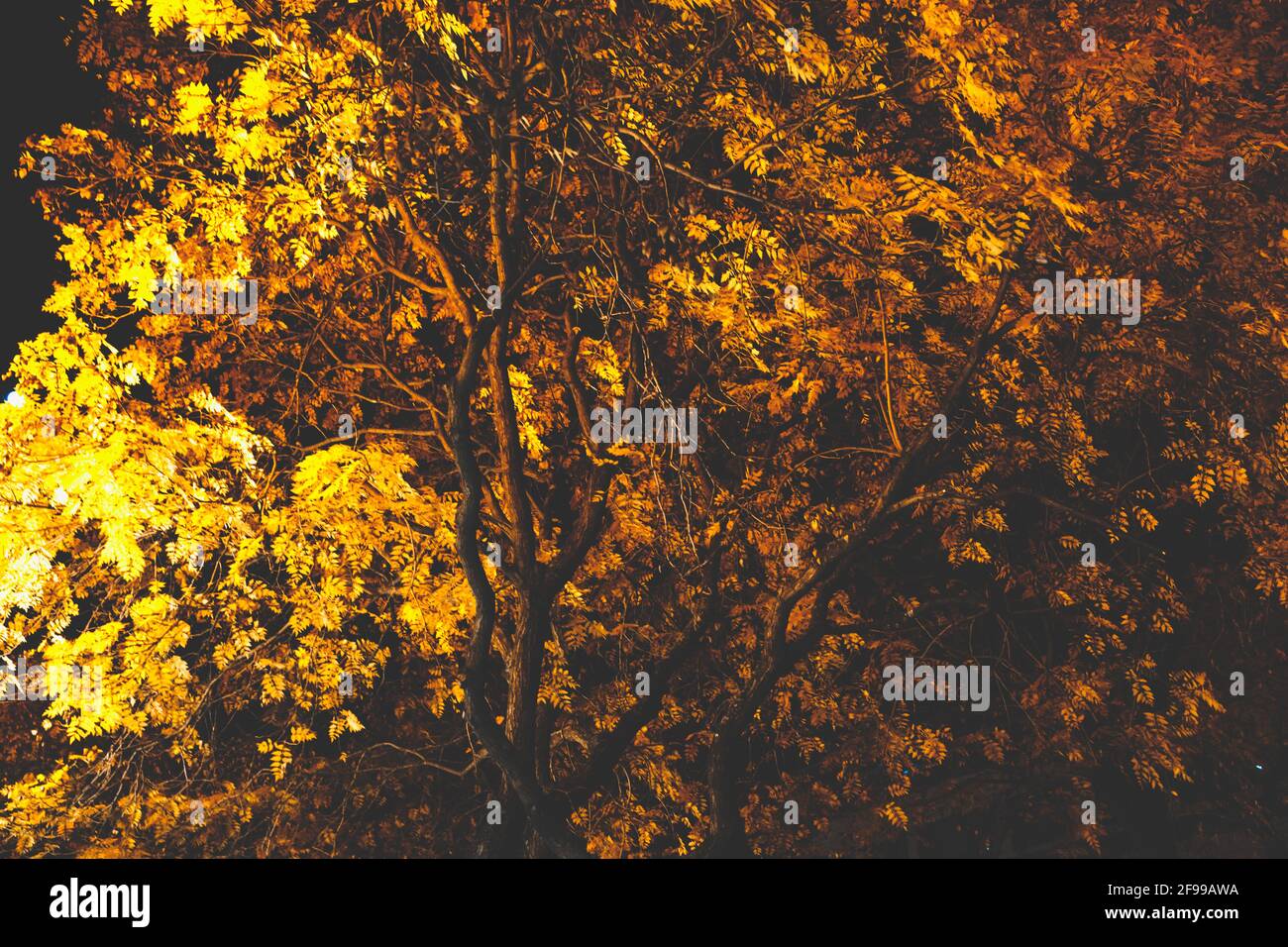 Nachts - hell und dunkel - Bäume und Blätter im Herbst, beleuchtet Stockfoto