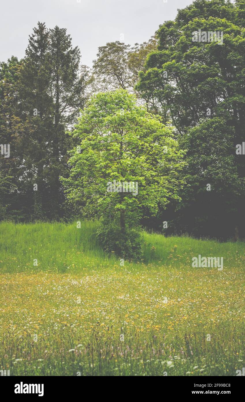 Ein einziger junger Laubbaum auf einer bunten Frühlingswiese. Stockfoto