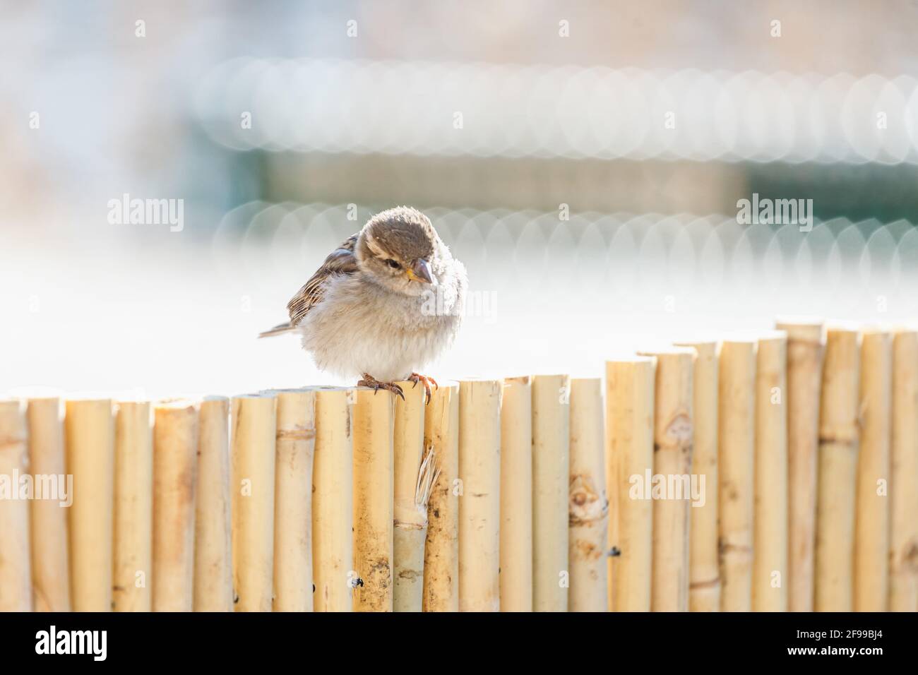 Spatzen auf der Suche nach Nahrung und manchmal ganz in unserer Nähe - am Tisch in einem Café. Stockfoto