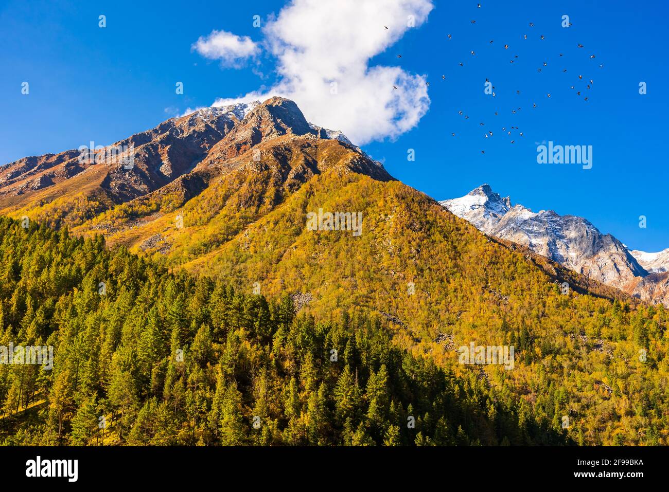Herbstwaldlandschaft des Himalaya in Chitkul, Sangla Valley, Himachal Pradesh, Indien. Stockfoto