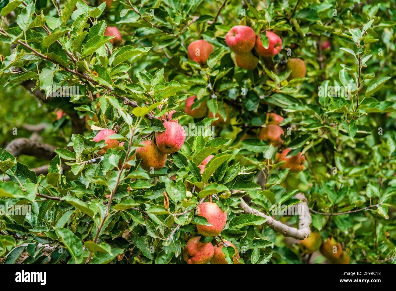 Berühmte Äpfel von Kinnaur in Obstgarten, bekannt für ihre natürliche Süße, Farbe, Sukkulenz und lange Haltbarkeit, werden in einer Höhe von über 1 angebaut Stockfoto