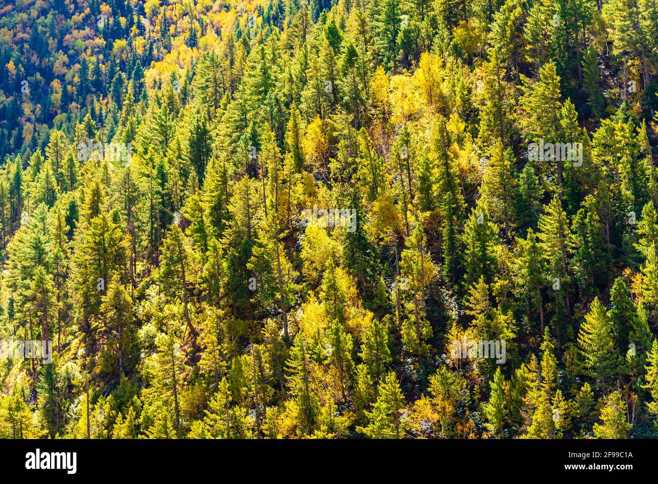 Herbstwaldlandschaft des Himalaya in Chitkul, Sangla Valley, Himachal Pradesh, Indien. Stockfoto