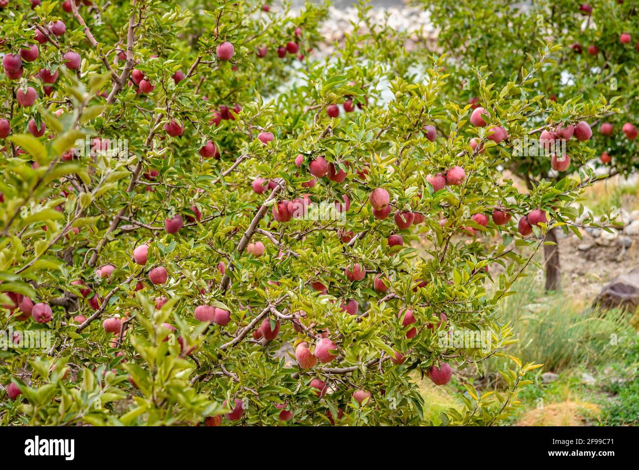 Berühmte Äpfel von Kinnaur in Obstgarten, bekannt für ihre natürliche Süße, Farbe, Sukkulenz und lange Haltbarkeit, werden in einer Höhe von über 1 angebaut Stockfoto