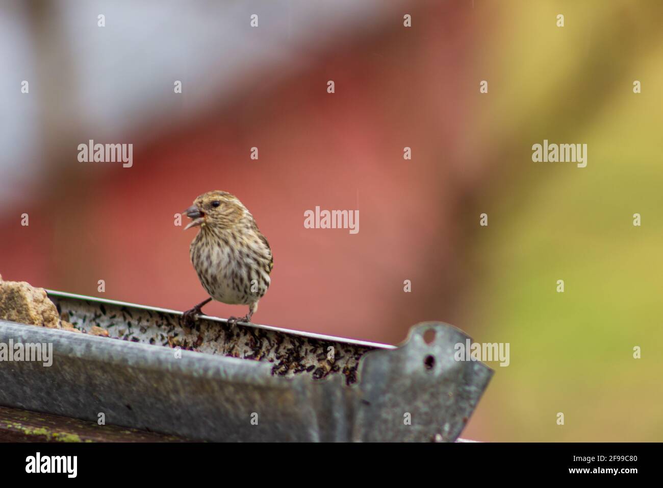 An einem kühlen Frühlingstag besucht ein Zirbenzeisig, Spinus Pinus, ein rustikales Vogelfutterhäuschen. Stockfoto