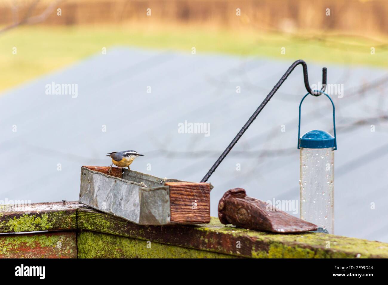 Ein Nuthatch, Sitta Canadensis, besucht an einem kühlen Frühlingstag ein rustikales Vogelfutterhäuschen. Stockfoto
