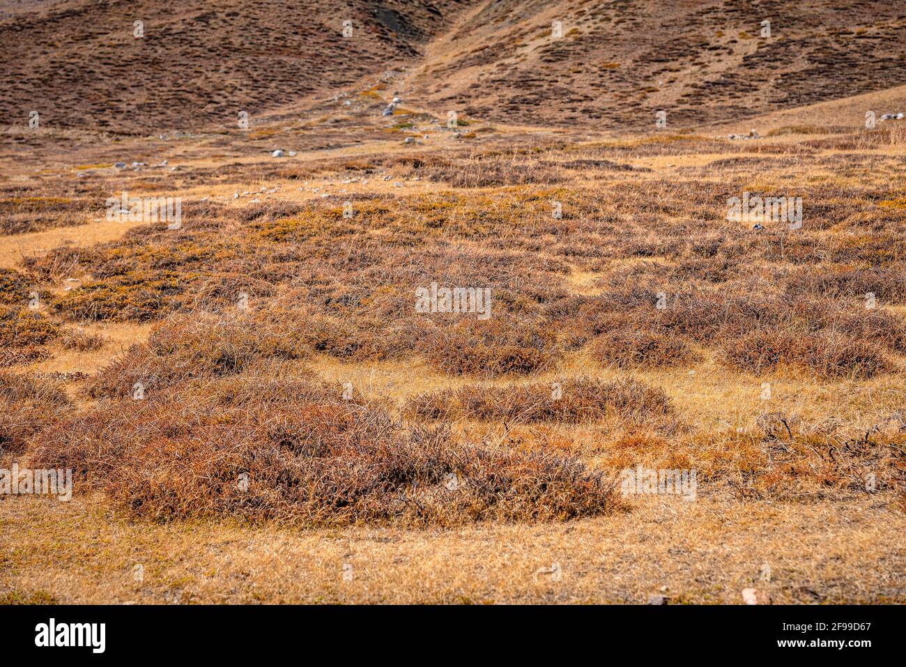 Kalte Wüste karge Landschaft des Spiti Bergtals mit spärlicher Grasvegetation aus bunchgrass, hoch in regen schattierte Region des Himalaya in gelegen Stockfoto