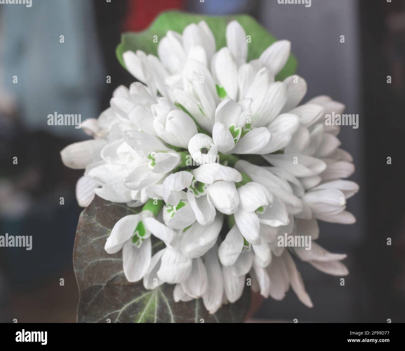 Echt charmantes Bouquet von weißen Frühlingsschneeglöckchen für beste Stimmung Stockfoto