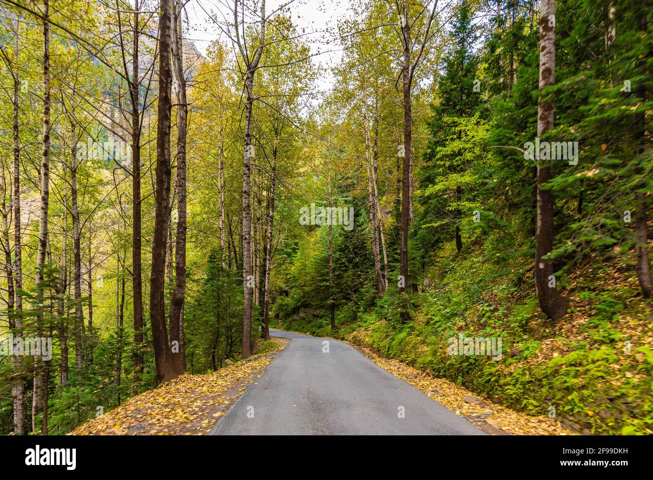 Schöne Herbstansicht Enroute kurvige Bergstraße durch Wald von Himalaya am Leh Manali Highway, Himachal Pradesh, Indien. Stockfoto