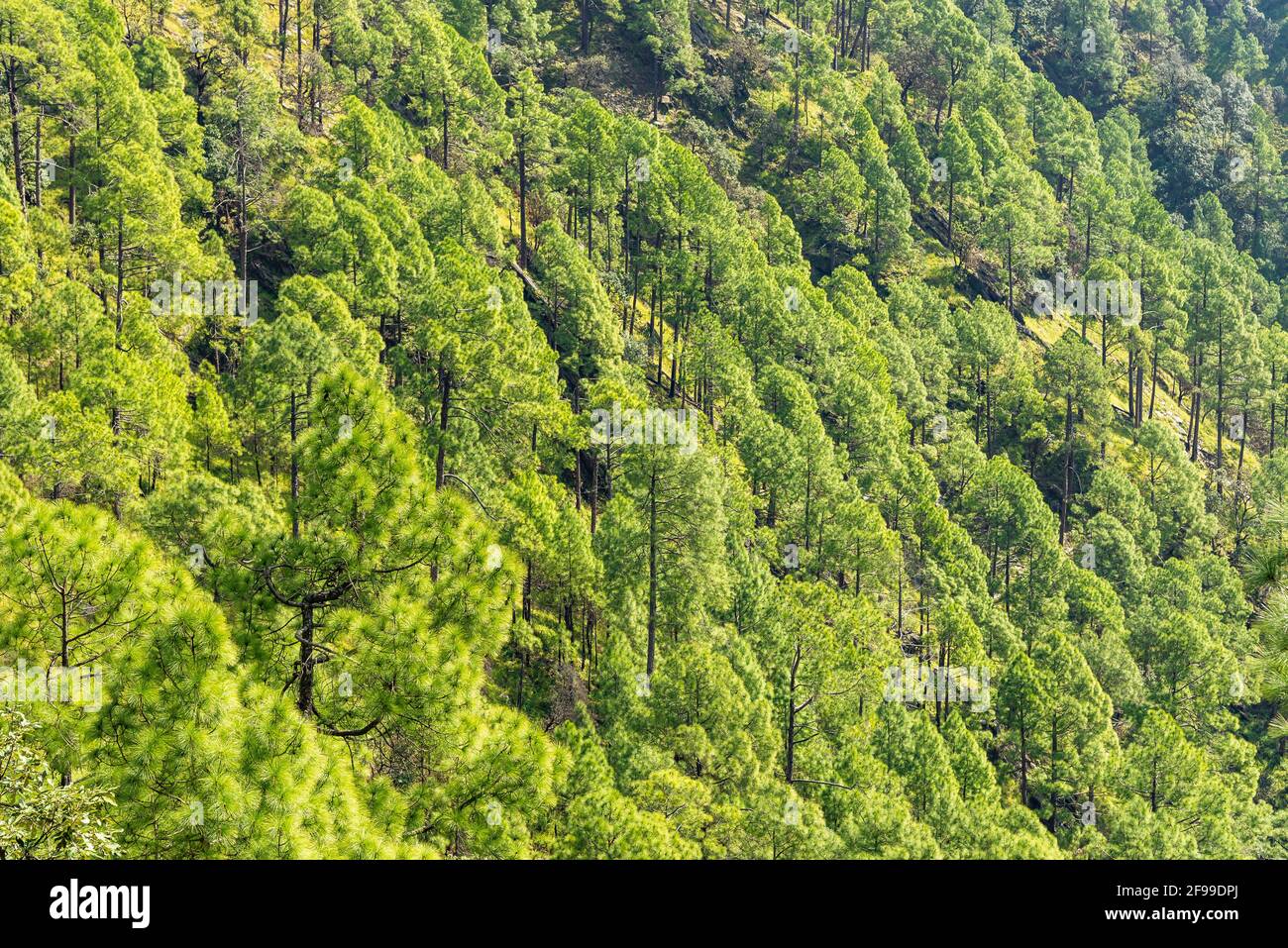 Kiefernwald an den Berghängen des Himalaya-Gebirges des Binsar Wildschutzgebietes in Almora, Uttarakhand, Indien. Nachhaltige Industrie, Ökosyste Stockfoto