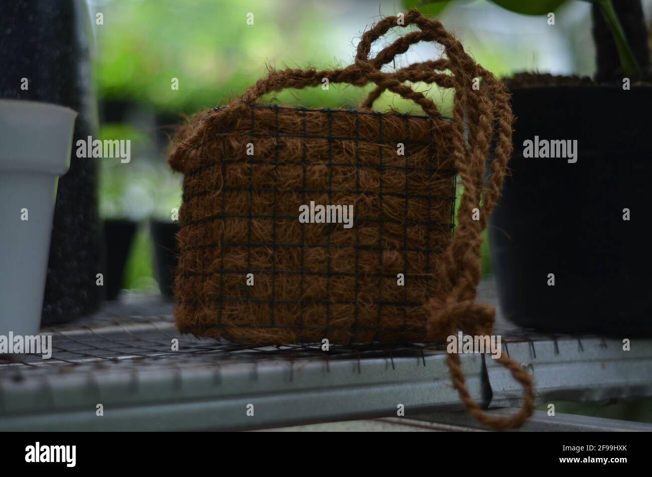 Pflanzenkorb aus Kokosnussschalen. Stockfoto