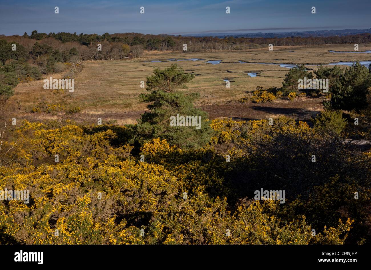 Naturschutzgebiet Arne, Blick über die Salzwiese der Arne Bay und die angesäumte Heide. Dorset. Stockfoto