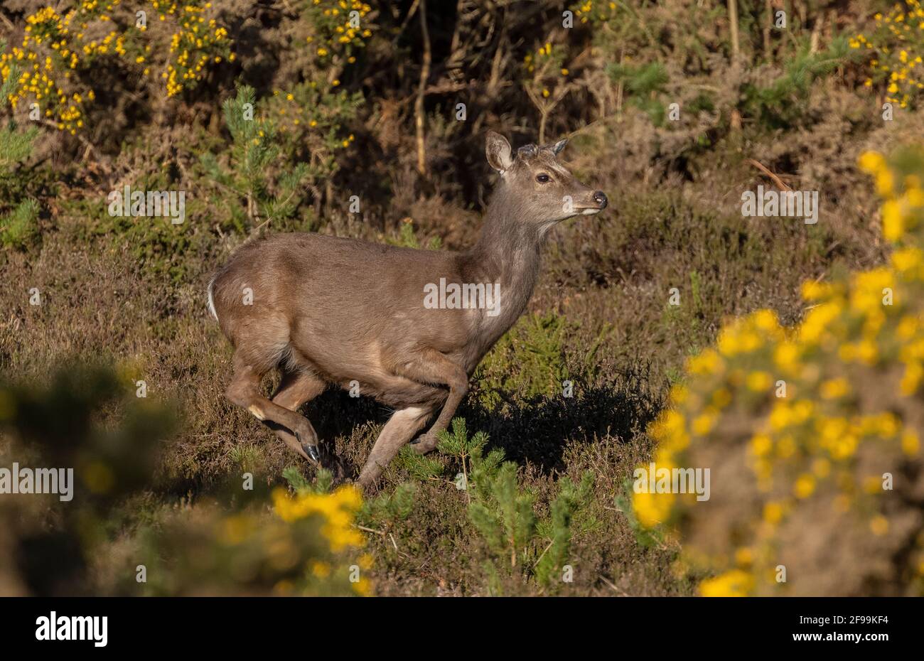 Sika-Hirsch, Cervus nippon unter Gorse auf Heide, Purbeck; Dorset. Hirsch mit Geweih-Knospen. Stockfoto