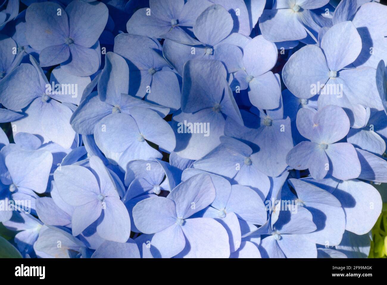 Blaue Hortensia Fine Art Floral natürliche Texturen. Texturen Für Hochformat-Fotos. Digital Studio Hintergrund, am besten für niedliche Familienfotos, atmosphärische Neugeborene Stockfoto