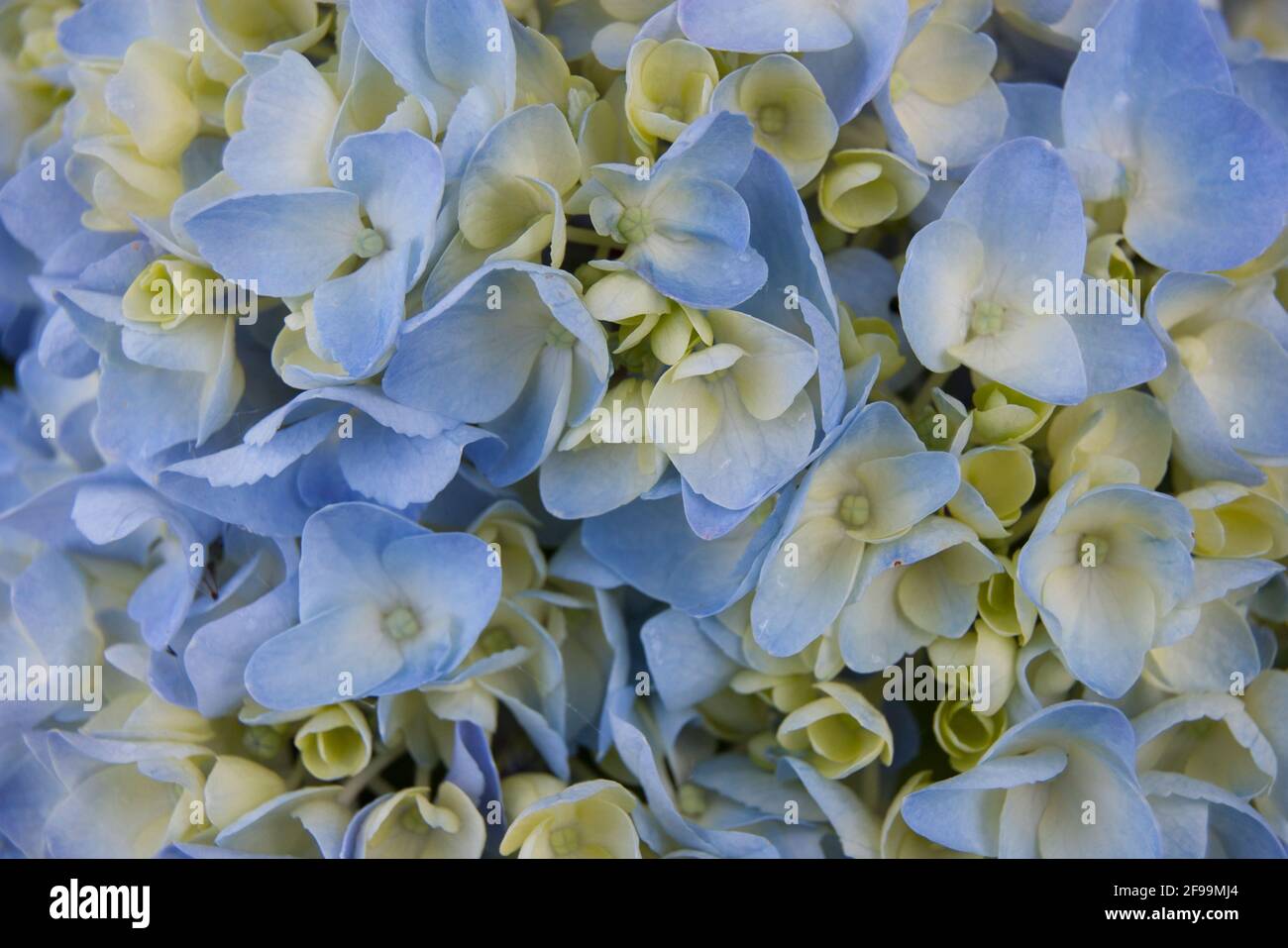 Blaue Hortensia Fine Art Floral natürliche Texturen. Texturen Für Hochformat-Fotos. Digital Studio Hintergrund, am besten für niedliche Familienfotos, atmosphärische Neugeborene Stockfoto