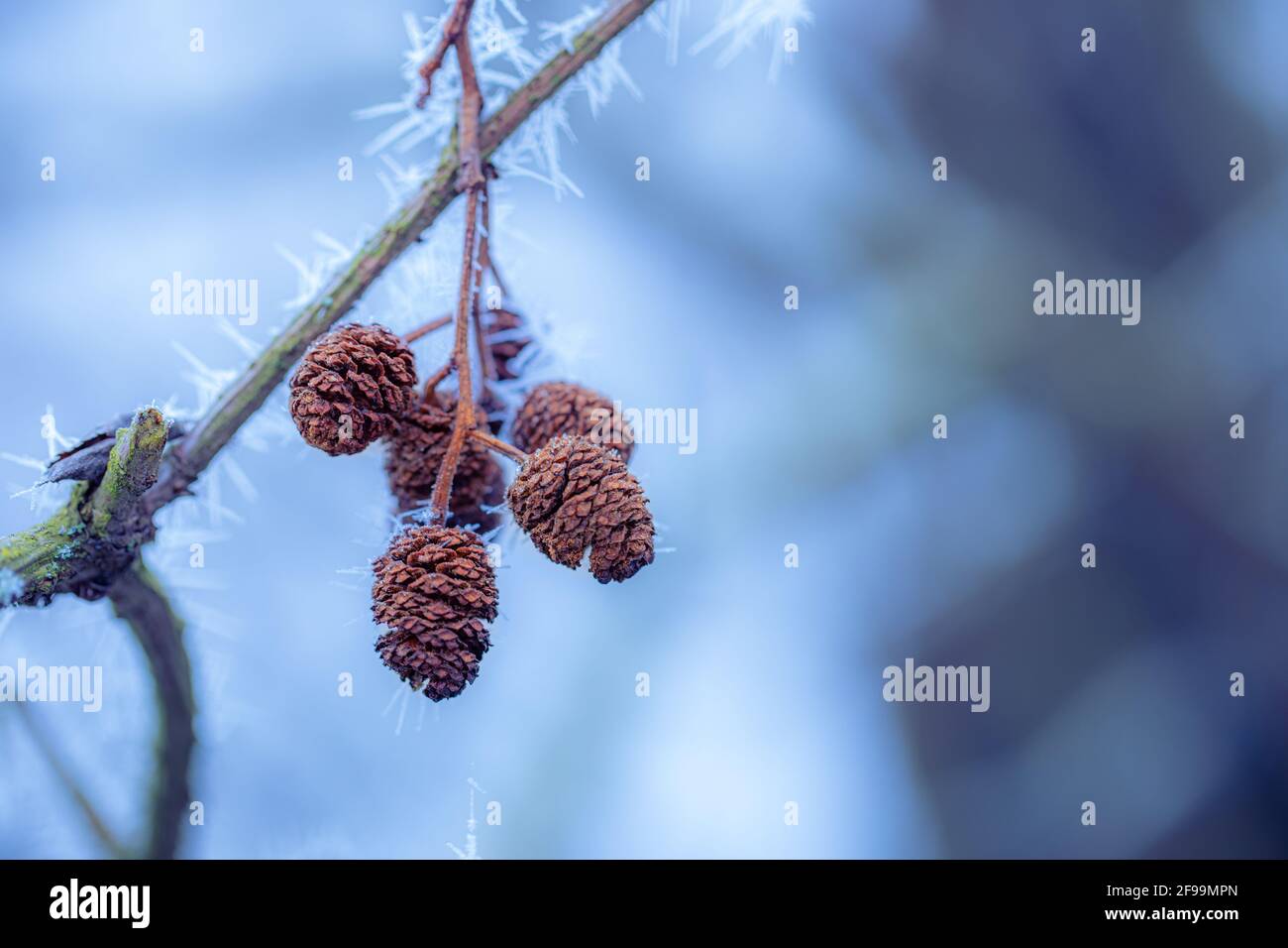Weißer stacheliger, scharfer Frost an den Ästen von Bäumen. Wintertag Nahaufnahme, künstlerischer Hintergrund. Winter kalt gefroren Natur Makro, Pastellfarben Stockfoto