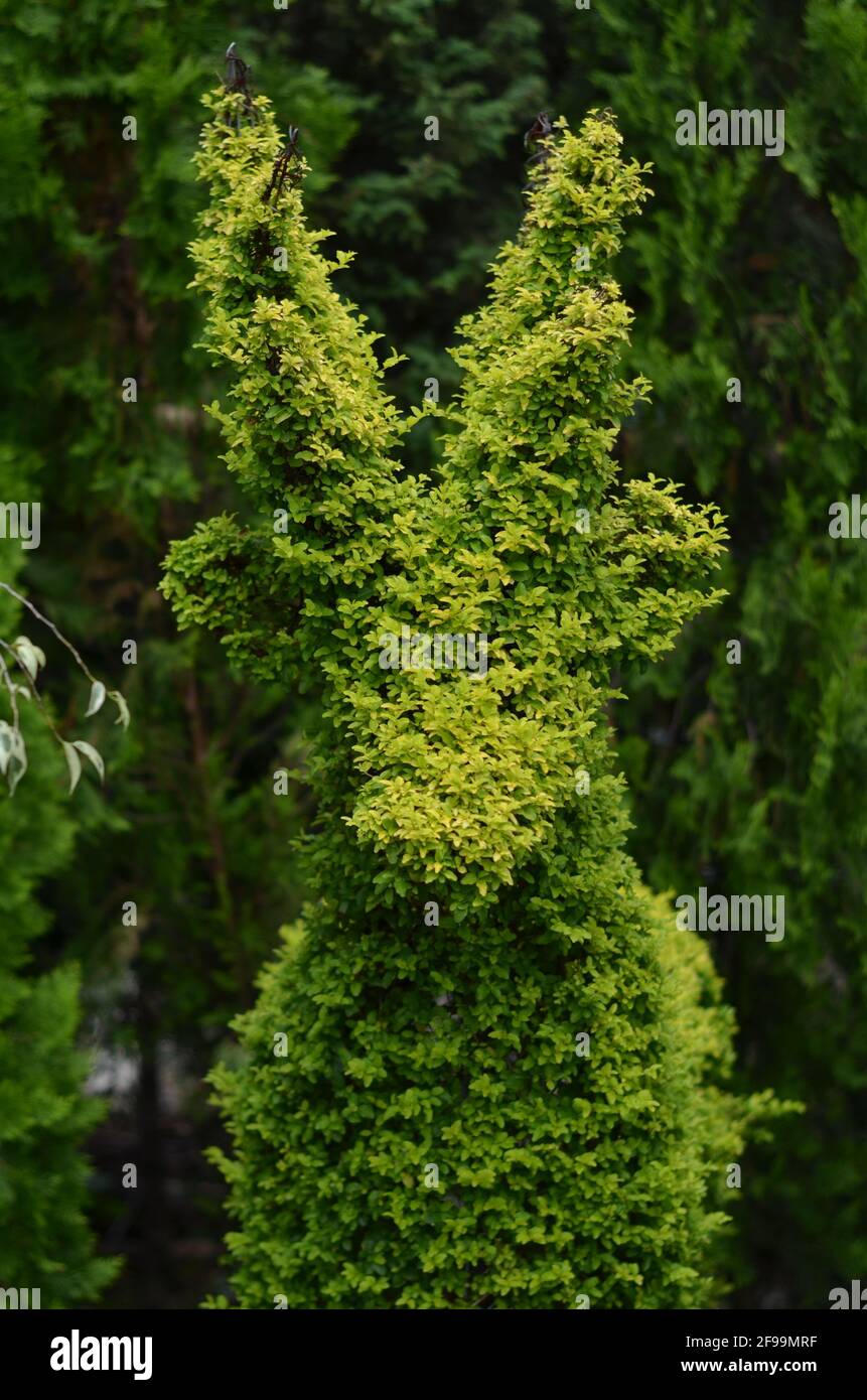 Die leuchtend grünen Pflanzen werden geschnitten, um einem Reh zu ähneln. Stockfoto