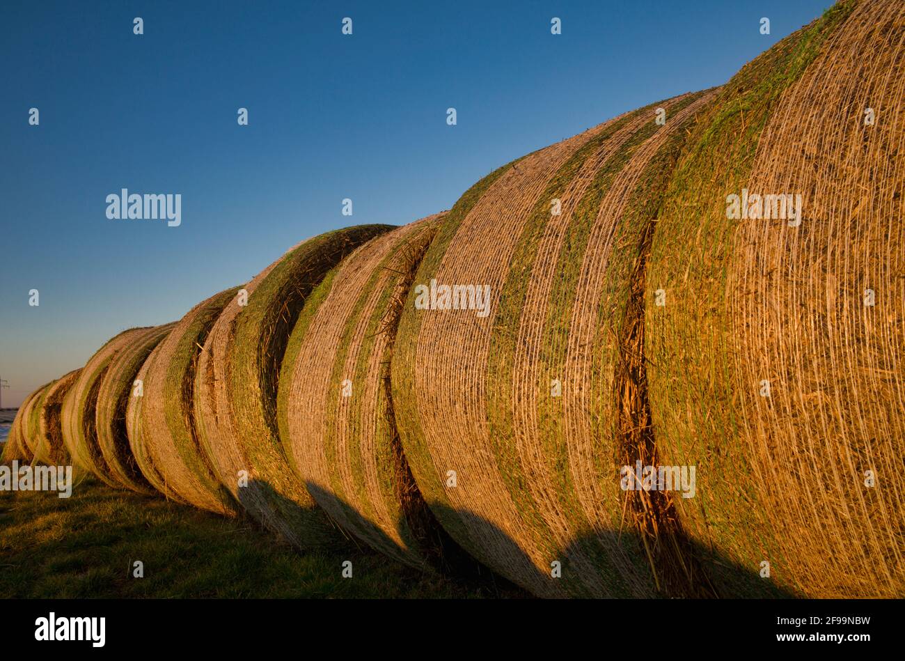 Gepresste Strohballen, Schmiden bei Fellbach, Baden-Württemberg, Deutschland Stockfoto