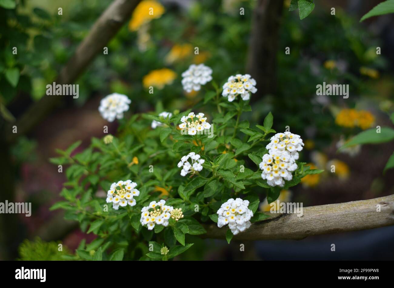 Die weißen Lantana Camara Blüten sind sehr exotisch und charmant. Stockfoto