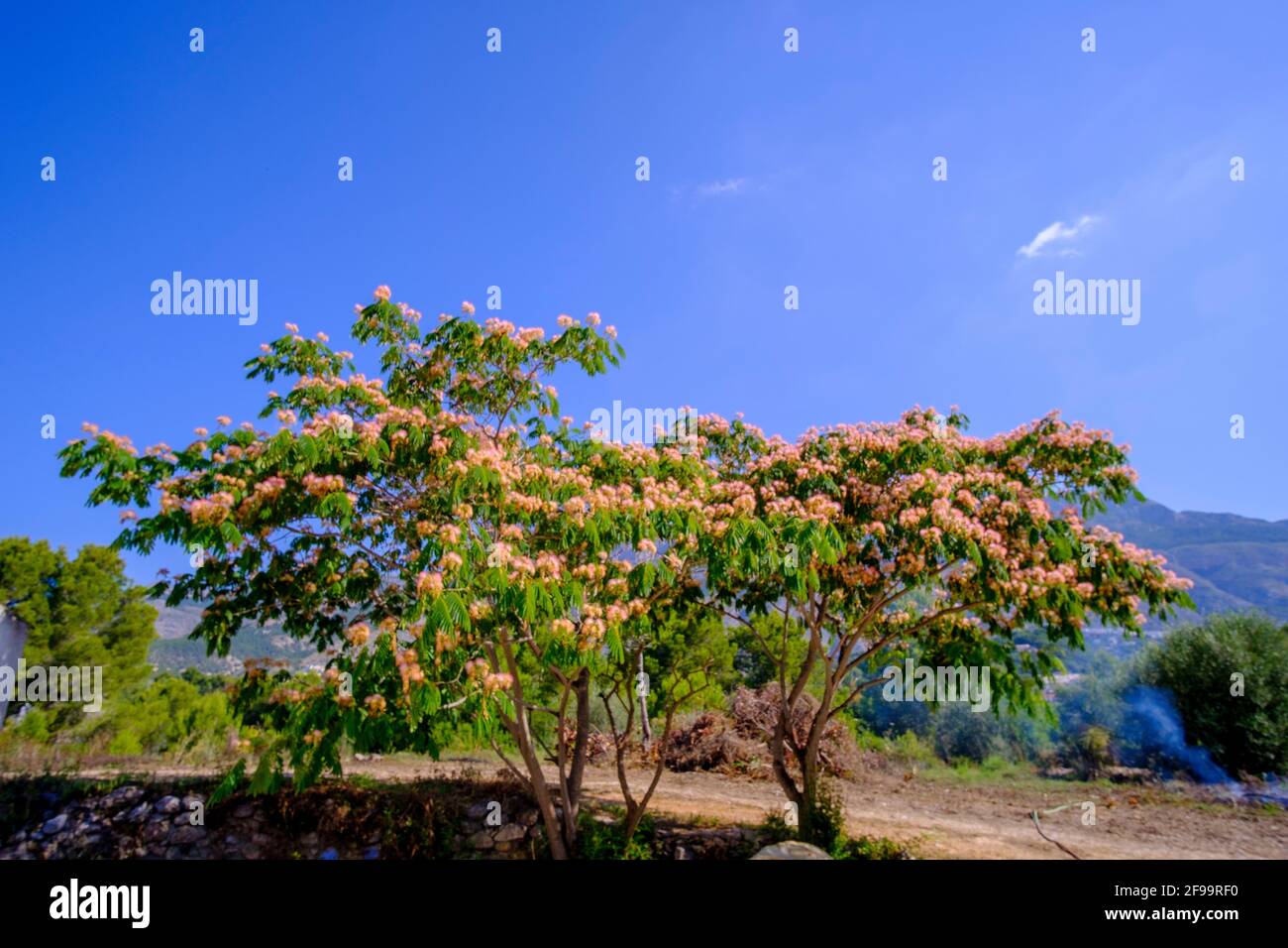 Albizia julibrissin ‘Rote Seide’ (persischer Seidenbaum, Rosa Seidenbaum) in Altea La Vella, Alicante, Spanien Stockfoto