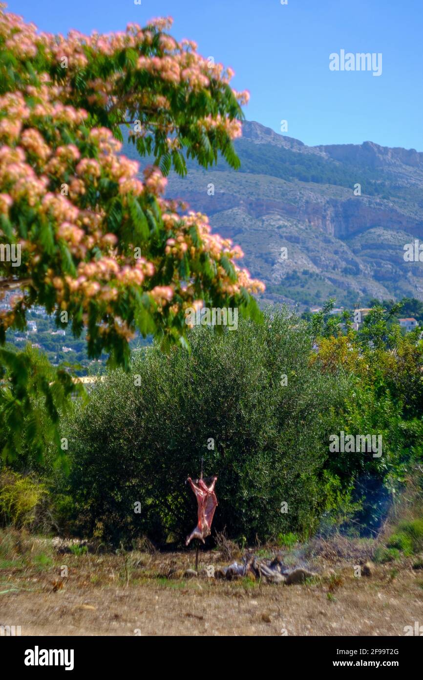 Das ganze Lamm-Asado, gegrillt auf Eisenkreuz-Spieß am offenen Feuer in der Nähe von Albizia julibrissin ‘Rote Seide’ (persischer Seidenbaum, Rosa Seidenbaum) in Altea La Vella, Alicante, Spanien Stockfoto