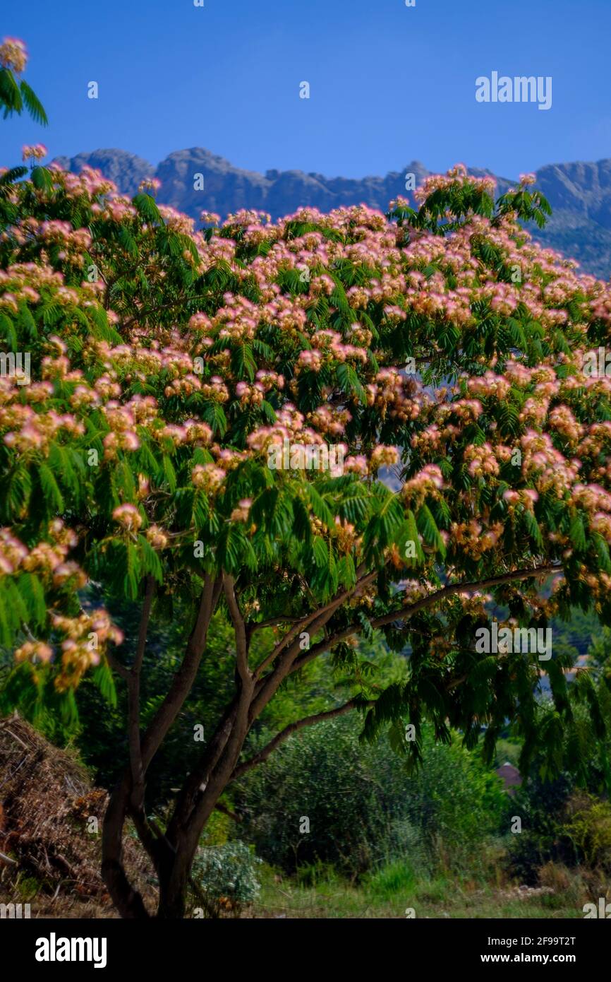 Albizia julibrissin ‘Rote Seide’ (persischer Seidenbaum, Rosa Seidenbaum) vor den Bergen der Sierra Bernia in Altea La Vella, Alicante, Spanien Stockfoto