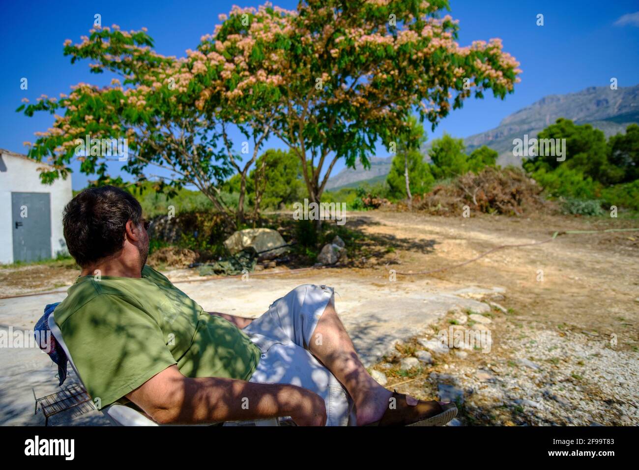 Mann sitzt auf einem Stuhl und beobachtet Albizia julibrissin ‘Rote Seide’ (persischer Seidenbaum, Rosa Seidenbaum) in Altea La Vella, Alicante, Spanien Stockfoto