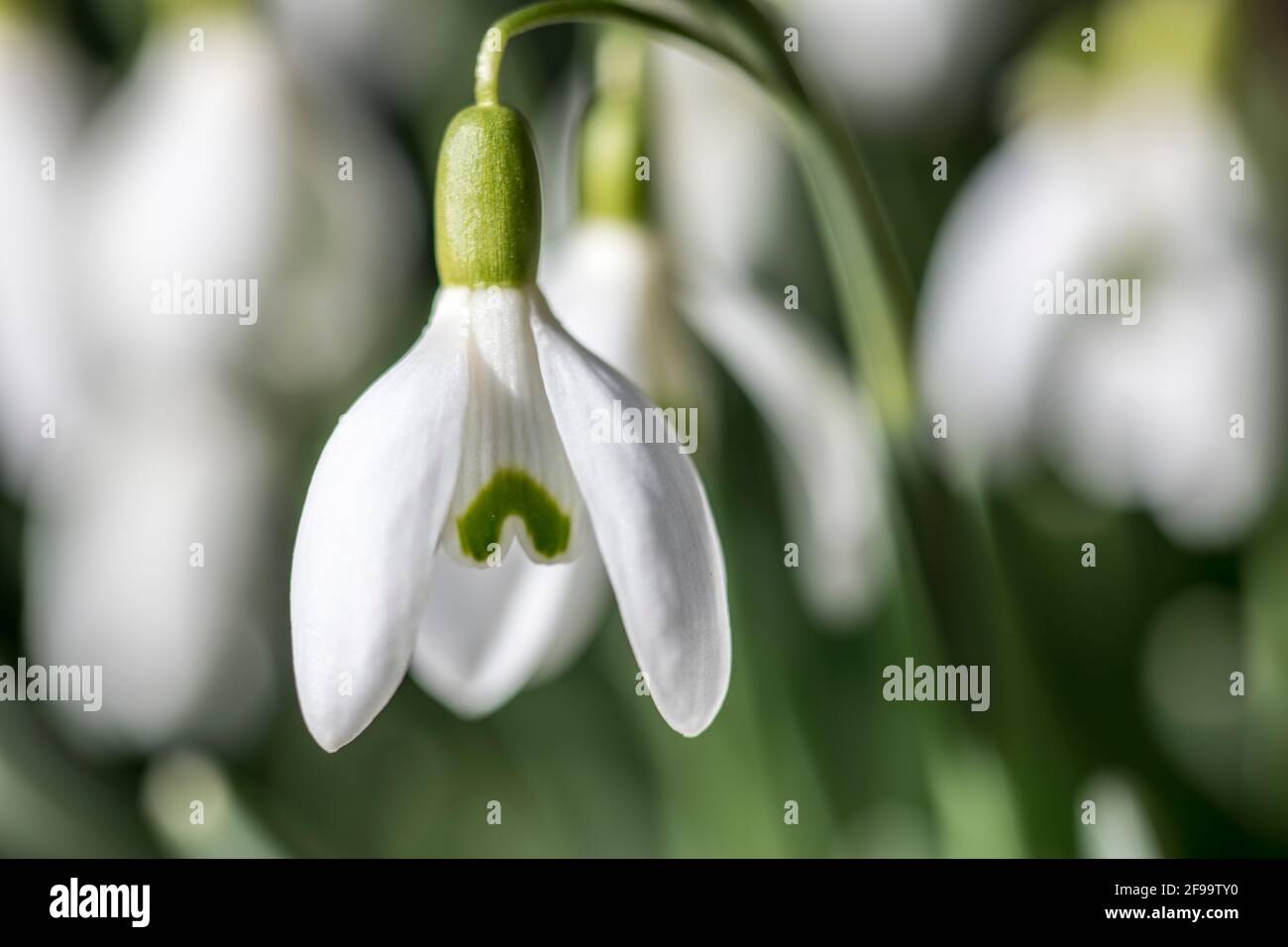 Schneeglöckchen am Waldrand Stockfoto