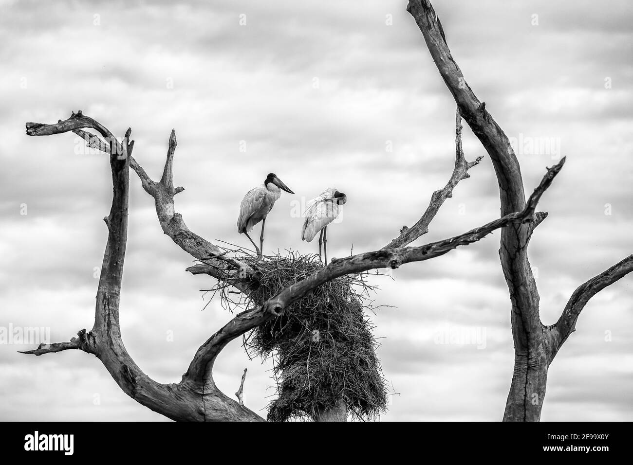 Störche im Pantanal auf ihrem Nest auf einem toten Baum - schwarz und weiß Stockfoto