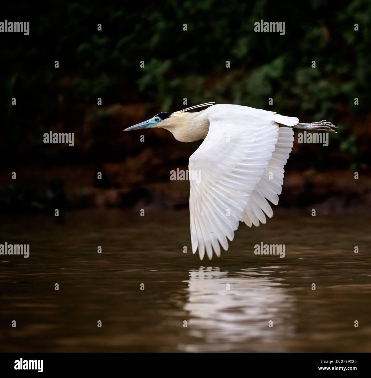 Einsame, kappte Reiher fliegen dicht über dem Wasser - mit Spiegelung der Flügel im Wasser Stockfoto